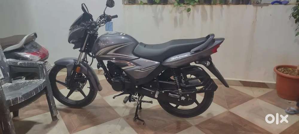 23 month old shine for sale