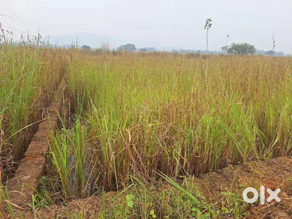 Free litigation land