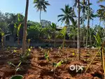 55 cent powdikonam njandoorkkonam ( no brockers )