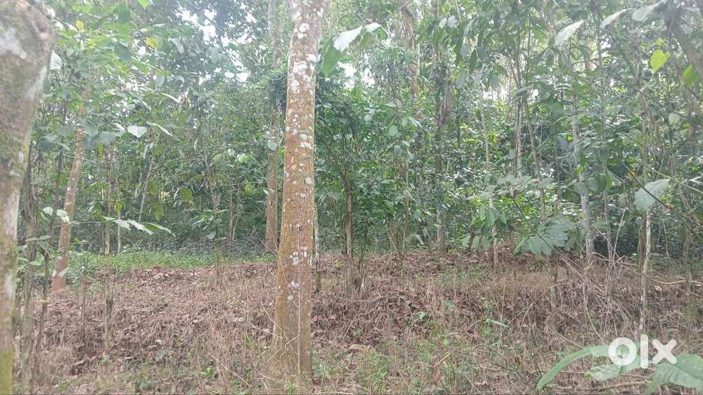 Great Investment: 34 Cent Roadside Plot in Oneyar Ambalavayal Wayanad