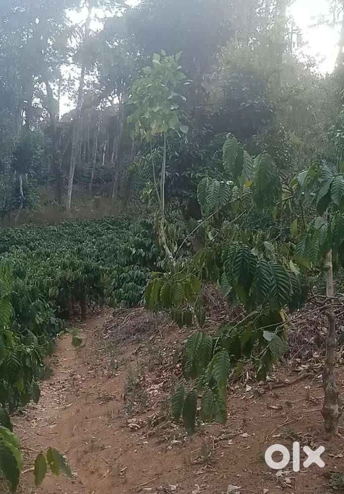 Coffee and Pepper Plantation for Sale