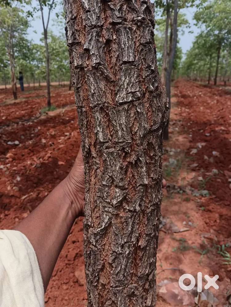 ఎర్రచందనం భూమి ఎకరం 34 లక్షలకే 400 మొక్కల తో త్వరపడండి