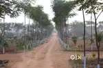 Agriculture lands for sale in Anantapur Andhra Pradesh