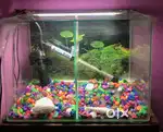 Moulded imported fully glass fish aquarium for sale 3250