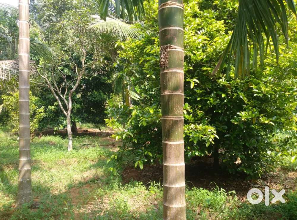 140 cent original land jathi thottam Angamaly mookkannoor