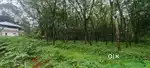 15 Cent plot for sale near Kottayam-Kozhery Road