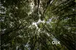 Half Acre of Sandalwood farms for sale off Bangalore