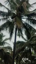 Pollachi to udumalipatie road nearly
