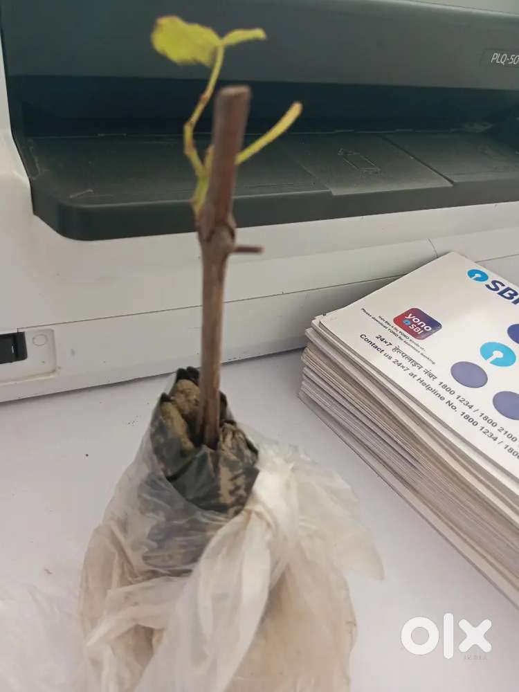 Cash couting messing