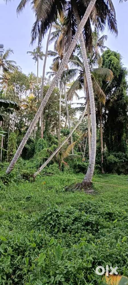 Land for sale in edayar, thiruvallam