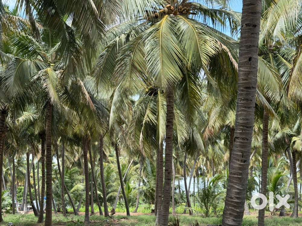 5 acer coconut farm with kerala house