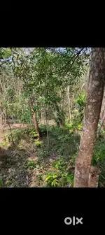 Rubber plot one acre .