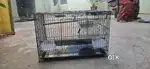 Birds Cage
