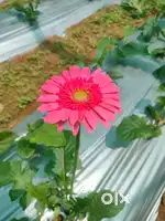 Flower Gerbera