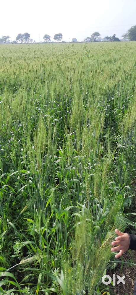 Depalpur gautampura Highway jameen