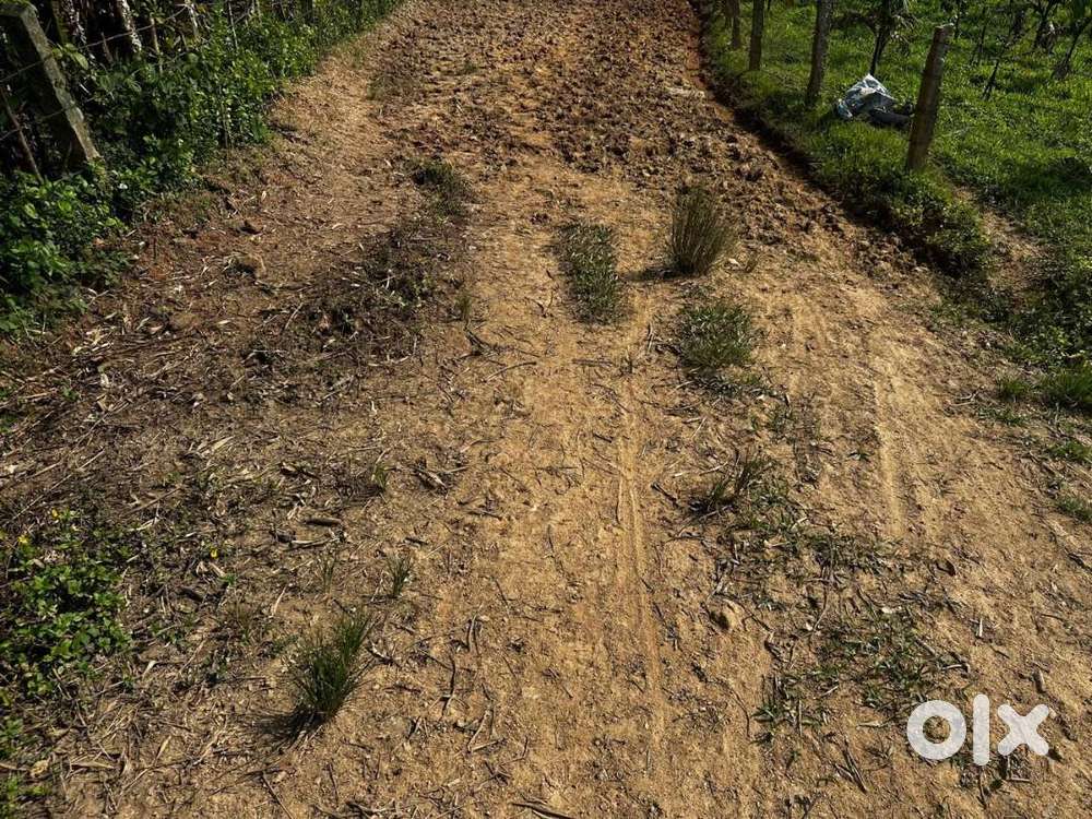3 Acre Agricultural Land for Sale – Mudigere(Chikkamagaluru District)
