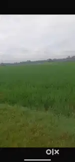 80 bigha Land for sale in Bahdrabad Haridwar