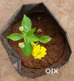 Different plants