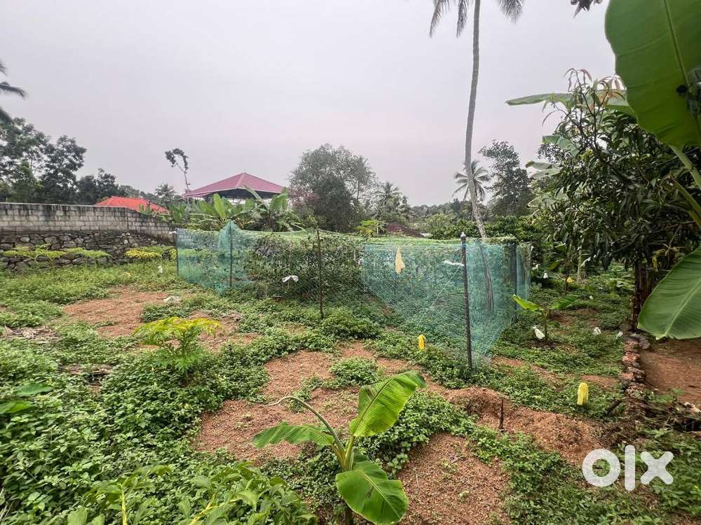 Plot  for sale near kurisummoodu,changanacherry