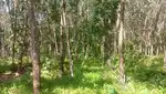 Panacode Pullikonam