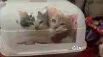 Cat Litter Box