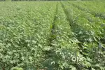 Farm Land 10 Bigha