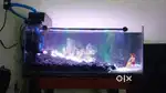 SS Home Aquarium And Pets Tvm
