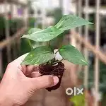 Air purifying plants