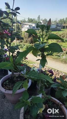 Flower plant with Grafted