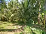 Green Farm Sale at Lowest Price