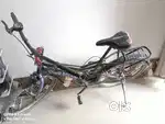 Avon cycle