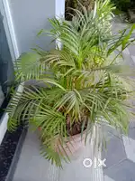 Receptionist in a reputed hotel near CIAL Nedubassey