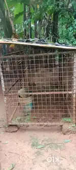 Dog nest for sale