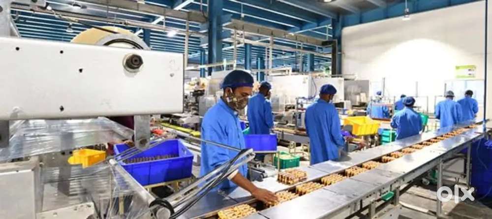 Biscut factory packing and helping job