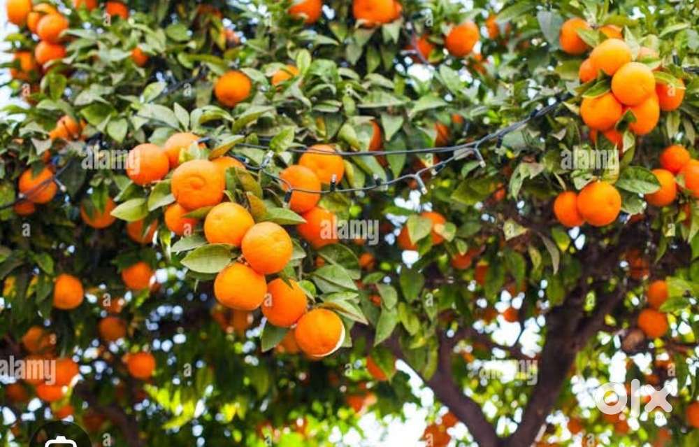 Rent for Godown at Khalui Bill math