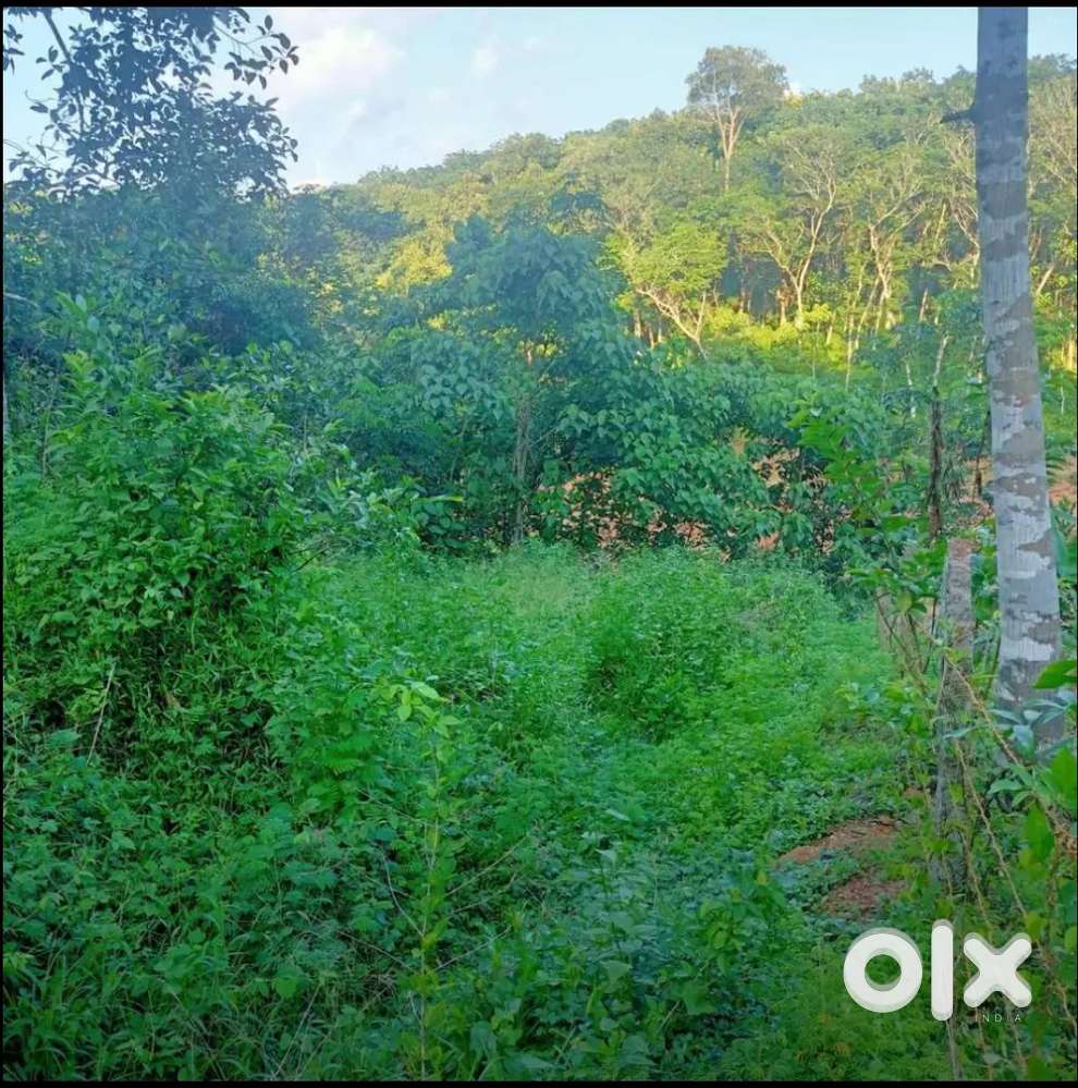Plot for Sale - Mundela, Nedumangadu