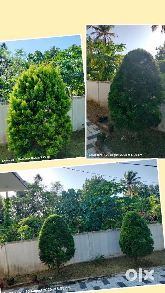 GRASS CUTTING & GARDEN MAINTENANCE 299HOUR