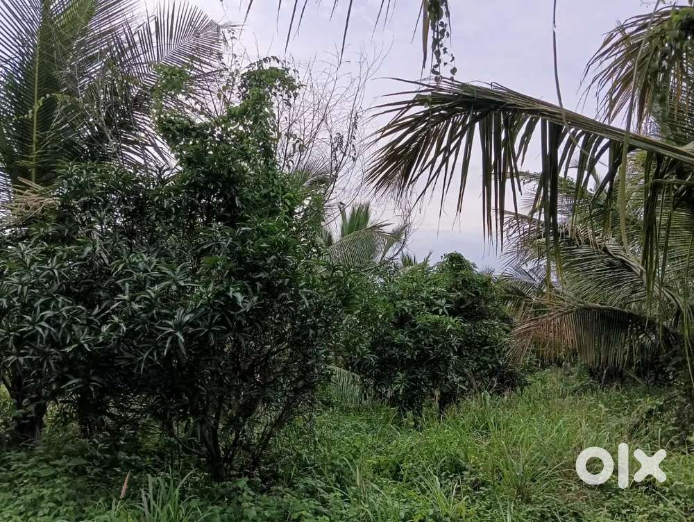 5 Acre Mango & coconut farm at low price(Malaparamb,Malappuram)