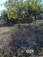 Buy 112 Gaj Plot Today | Double Gali | Gohana Road | 100% Legal