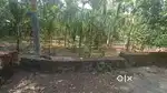 18 cent plot angamaly Pulyanam Bus stop 300 meater