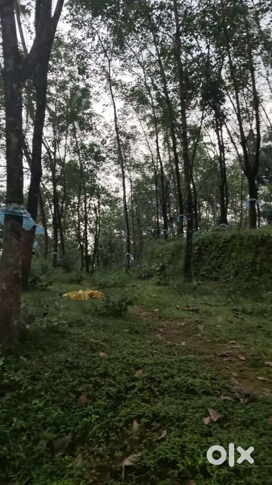 Kothamangalam chelad keerampara 12 acre for sale