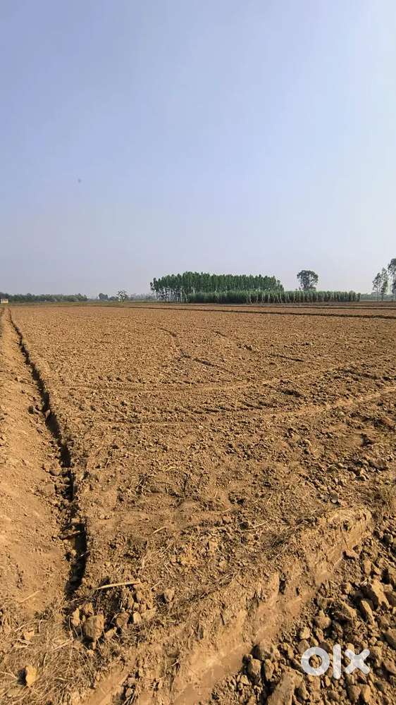 Agricultural land 1.5 Killa(12 Kanal) for sale in Sulakhni village