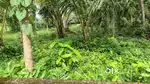 Housing plot near NH 220