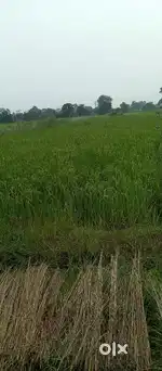 Land for Sale – Prime Location Near DL College OAV Bahalda
