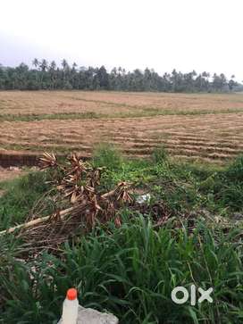 For Sale: 33 Cents of Fertile Paddy Field