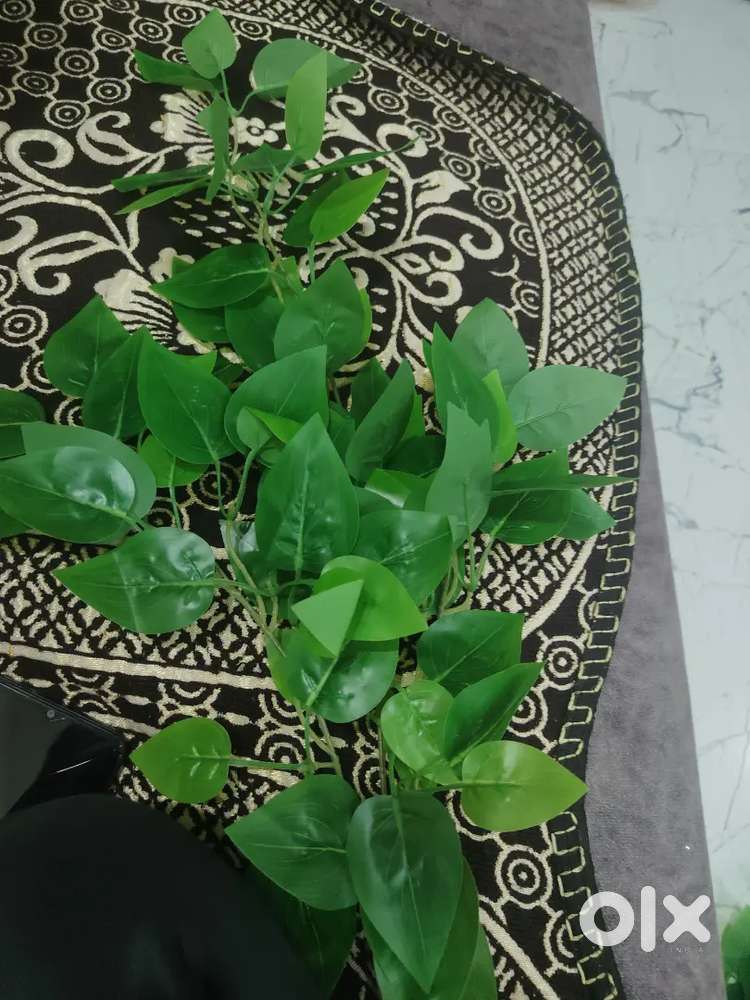 Iam Selling vass Leaves Available here