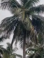 Pollachi to land 8km.