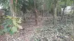 20 cents square plot with trees including rubber, coocnut, jackfruit