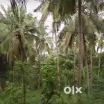 135-Cent Plot for Sale in Peaceful Ottapilavu, Perumpilavu, Thrissur