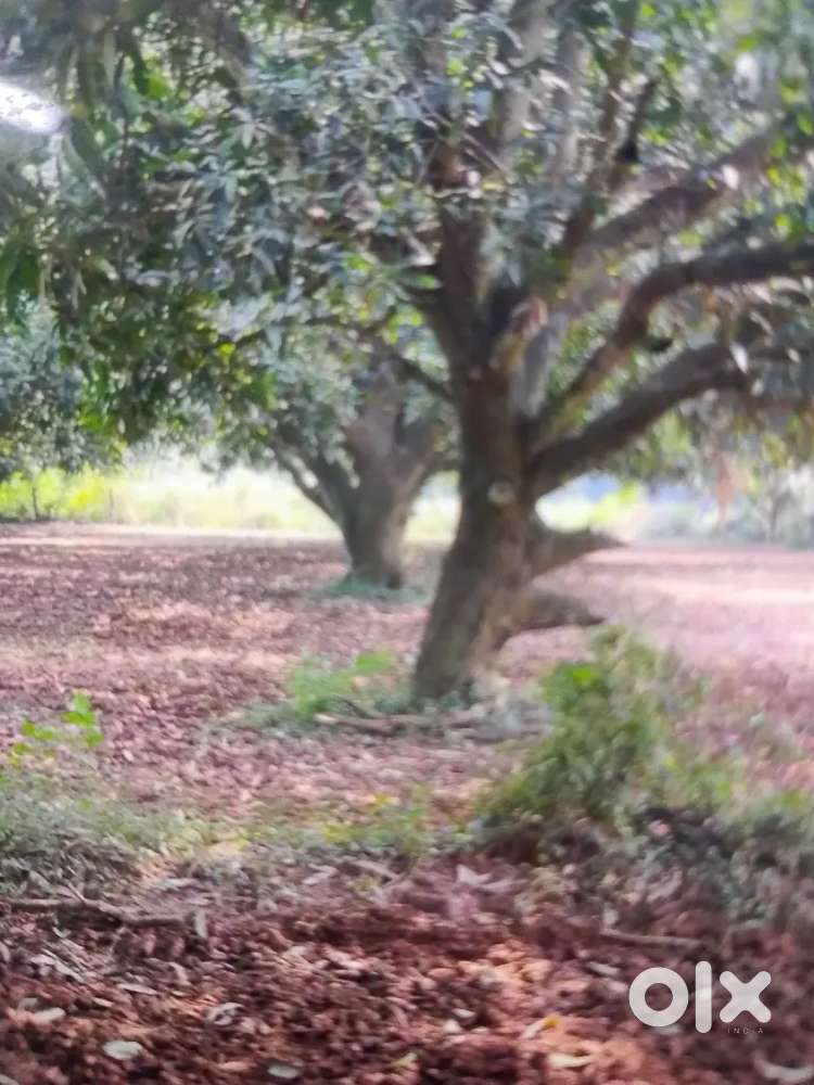 10 cents mango farm for sale in veerapanenigudem
